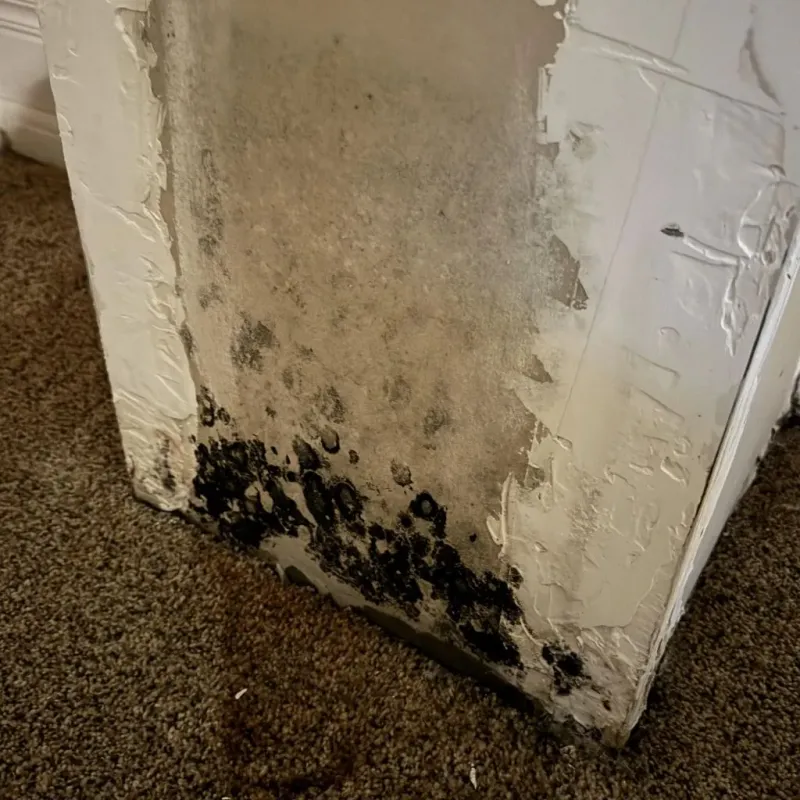 Professional Mold Removal in Fremont, NC